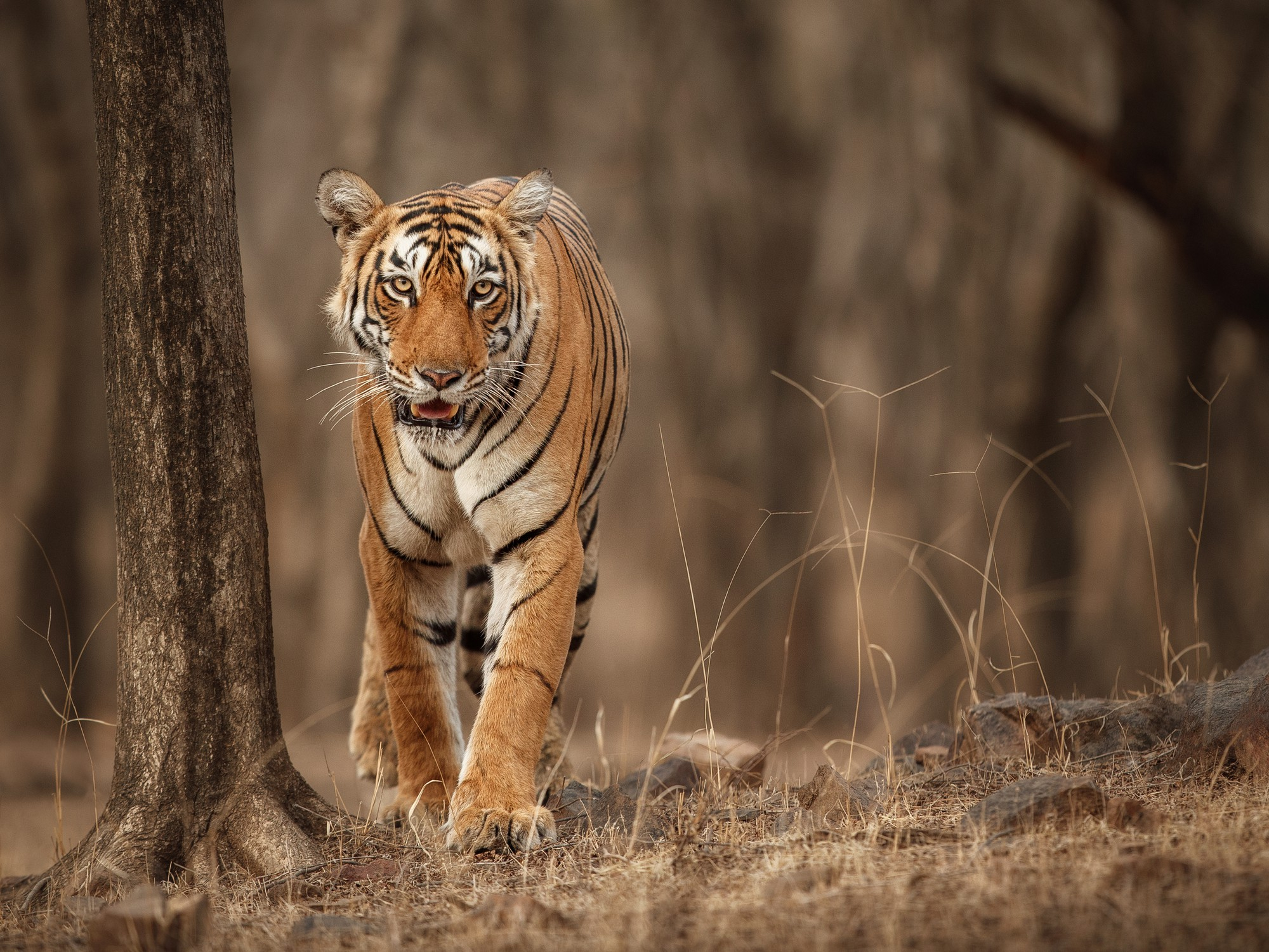 Caring for Wildlife, One Habitat at a Time Environmental Monitoring in Zoos