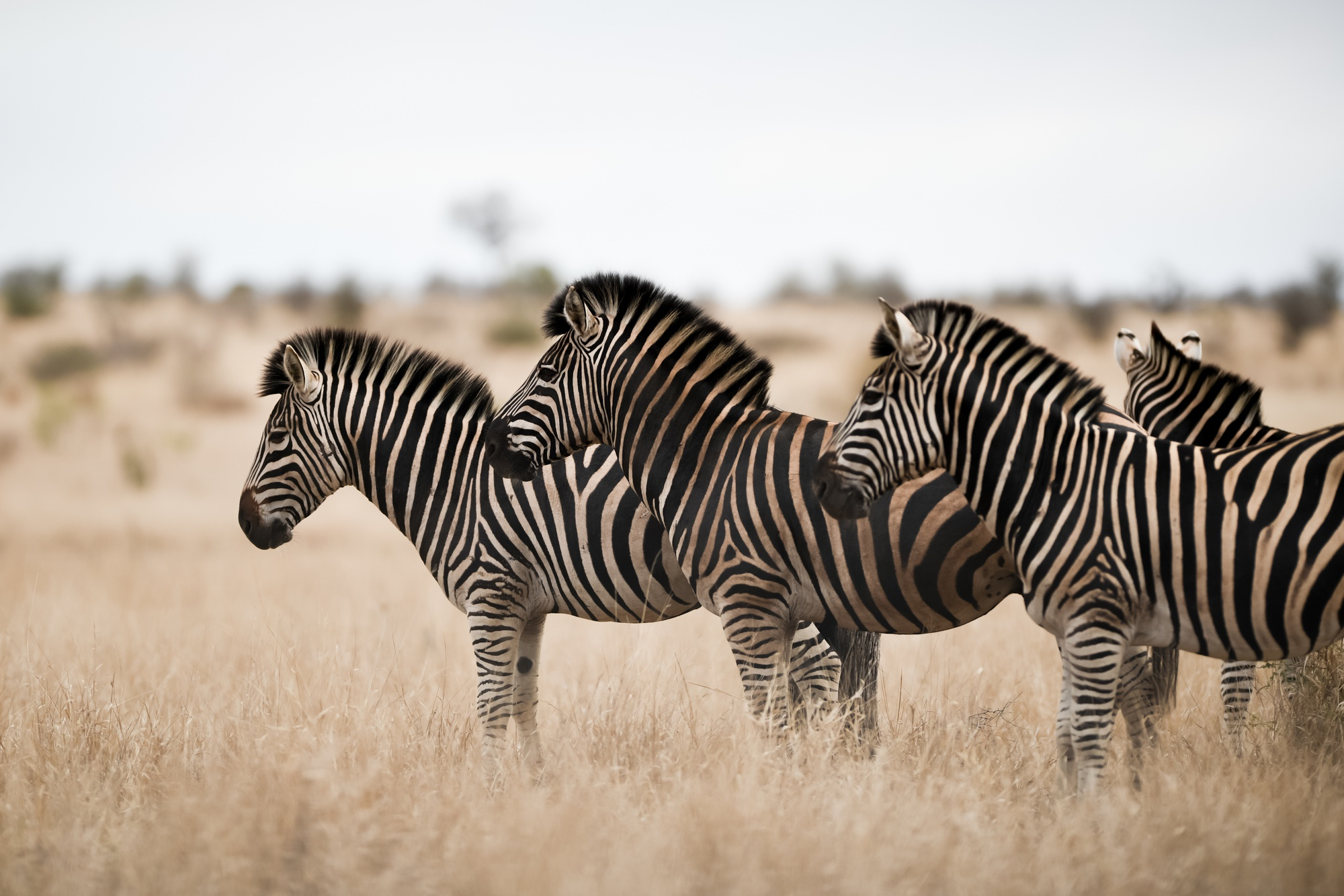 Smart Fauna Enhancs Animal Welfare through Environmental Monitoring